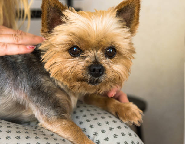istock Yorkshire terrier sitting on woman's lap, cute face, sweet expression, eyes looking in camera, close up 817322226