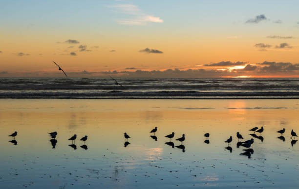 istock Birds of Foxton Beach 817327970