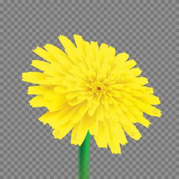 Vector illustration of Vector dandelion isolated