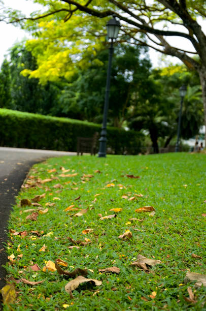 istock Singapore Botanic Garden 817331194