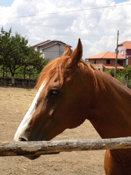 istock Portrait of a thoroughbred horse 817334884