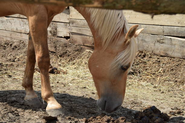 istock Portrait of a thoroughbred horse 817334896