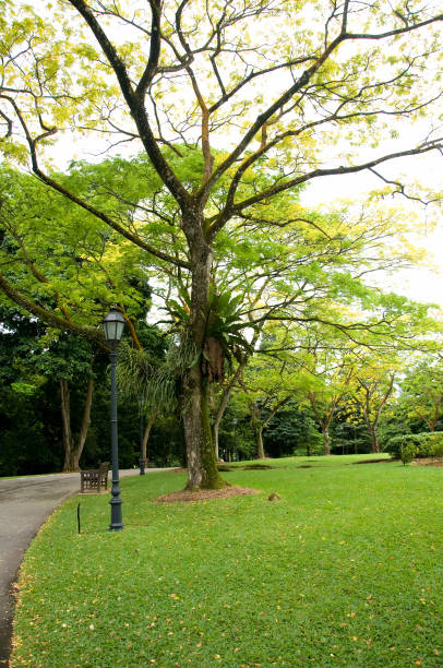 istock Singapore Botanic Garden 817334934