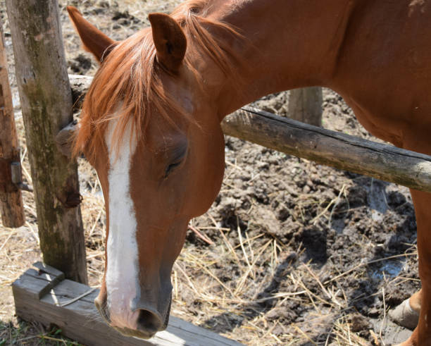 istock Portrait of a thoroughbred horse 817334952