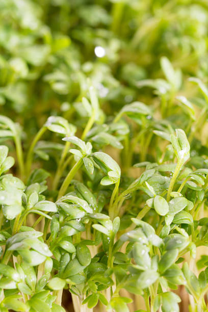 istock Fresh cress sprinkled with water against a white background 817335306