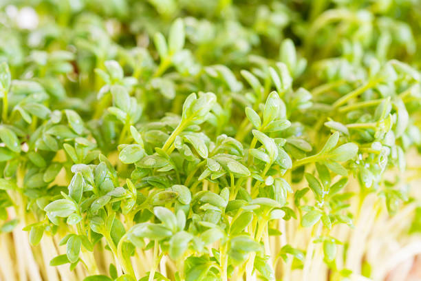 istock Fresh cress sprinkled with water against a white background 817335700