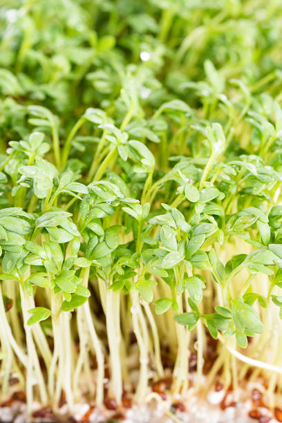 istock Fresh cress sprinkled with water against a white background 817335938
