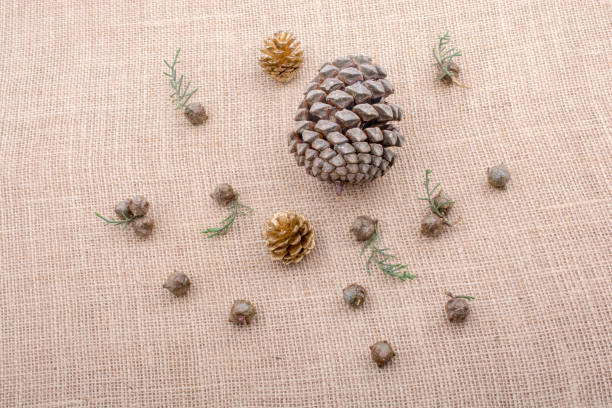 istock Plant pods, capsules and pine cones on canvas 817345096