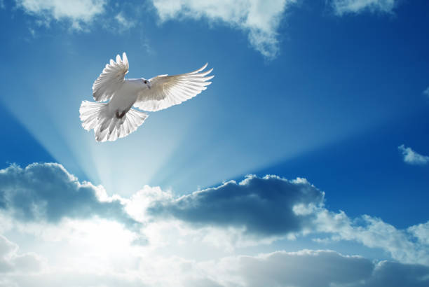 Holy spirit bird flies in skies, bright light shines from heaven, white dove - symbol of love and peace - descends from sky