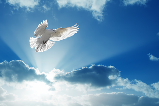 White dove in blue sky symbol of faith