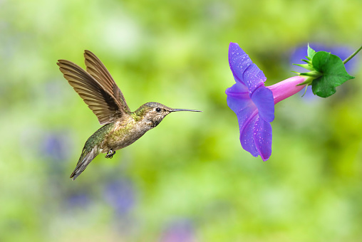 Hummingbird feeding from purple flower over green summer background