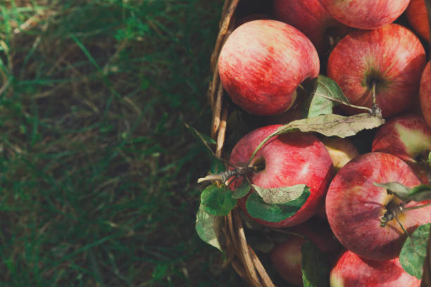 istock Basket with apples harvest in garden, top view 817351190