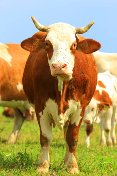 cow - chew the cud imagens e fotografias de stock