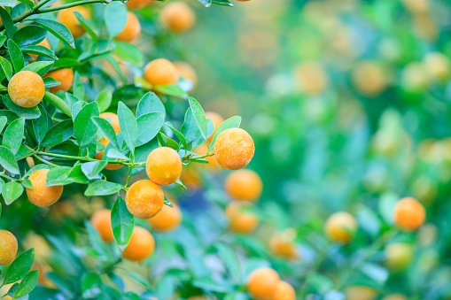 Green orchard full of ripe, organic oranges in China