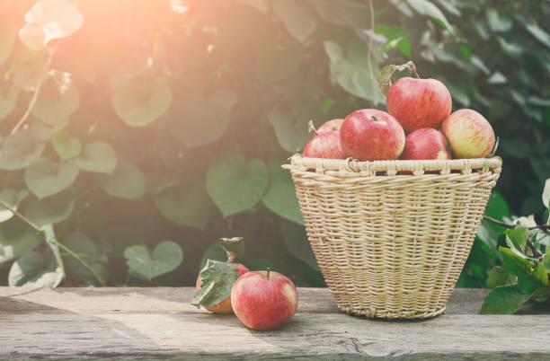 istock Baskets with apples harvest in fall garden 817351384