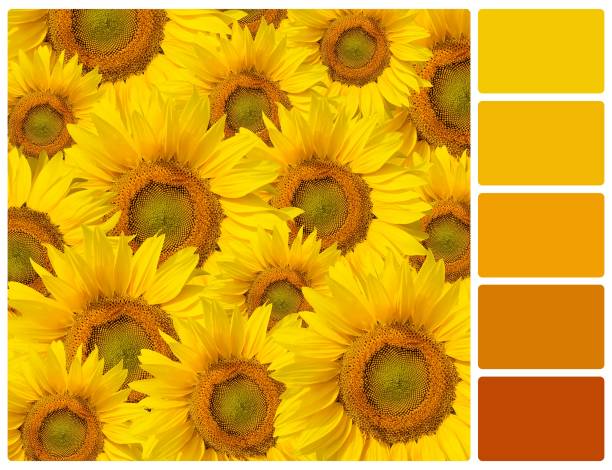 istock Sunflowers with palette color swatches 817352520