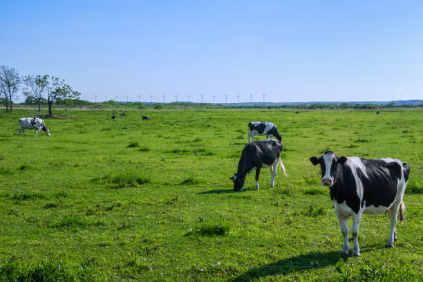 Paddock Sapi 67.000+ Paddock Foto Stok, Potret, & Gambar Bebas Royalti - iStock