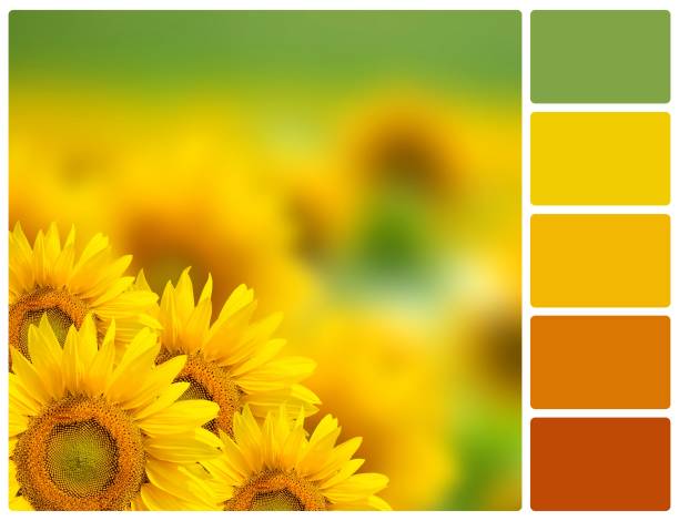 istock Sunflowers with palette color swatches 817352544
