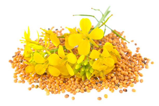 istock Flowers and seeds of mustard 817352574