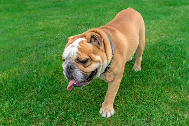 istock Big English bulldog 817355564