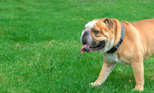 istock Cute english bulldog 817355722