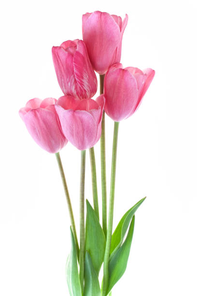 istock Bouquet of pink tulips isolated on white background 817356014