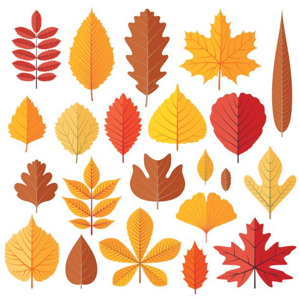 Set of tree autumn leaves isolated on the white Set of tree autumn leaves isolated on the white. Cartoon vector illustration. hawthorn maple stock illustrations