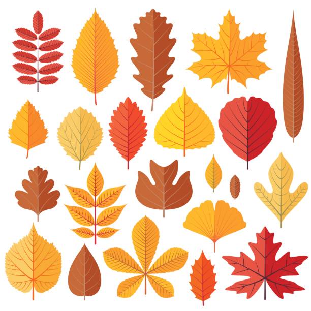 Set of tree autumn leaves isolated on the white Set of tree autumn leaves isolated on the white. Cartoon vector illustration. alder tree drawing stock illustrations