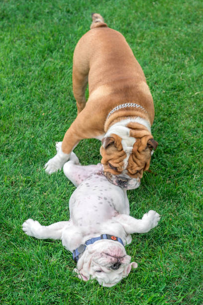istock English bulldogs playing outdoor 817359364