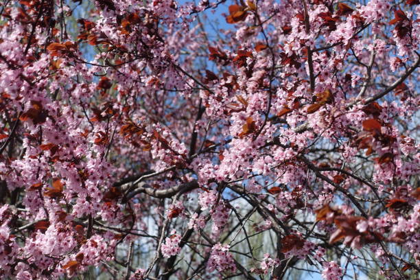 Flowering branches of purple leafed plum tree