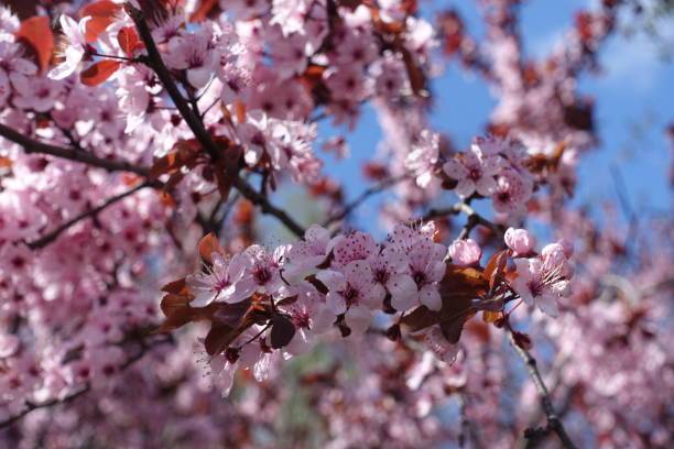 istock Purple leafed plum blossom against the sky 817362414