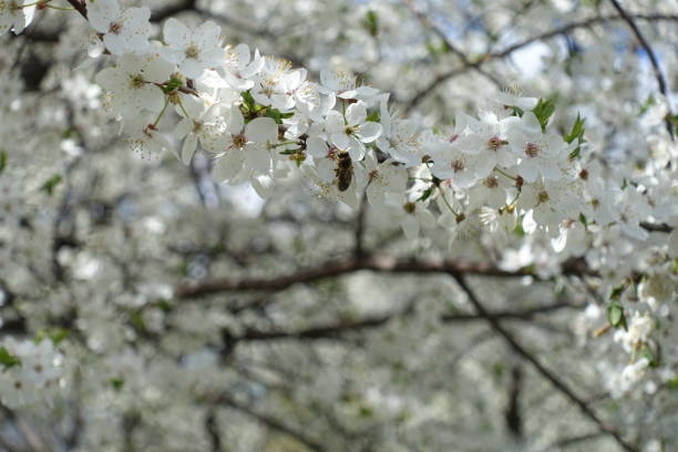 Bee on plum blossom in mid spring Bee on plum blossom in mid spring park leaf flower head saturated color stock pictures, royalty-free photos & images