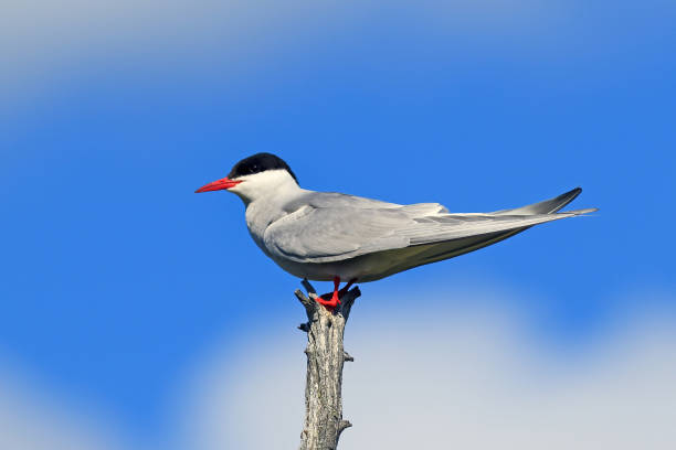 Arctic tern on a Sunny summer day in Northern Siberia Sterna paradisaea. Arctic tern sitting on an old stump siberia summer stock pictures, royalty-free photos & images