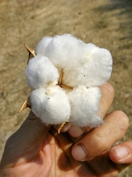 istock the cotton plant in hand 817381034