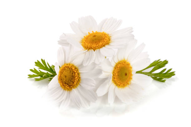 istock Three chamomile or daisies with leaves isolated on white background 817383442