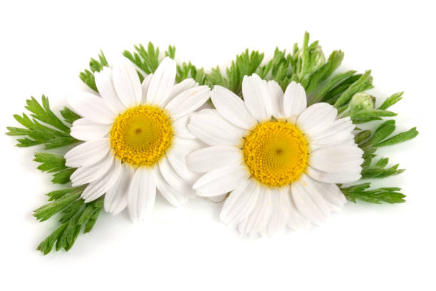 istock two chamomile or daisies with leaves isolated on white background 817383536