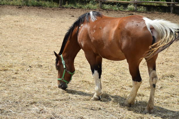 istock Beautiful thoroughbred horse with reins 817388346