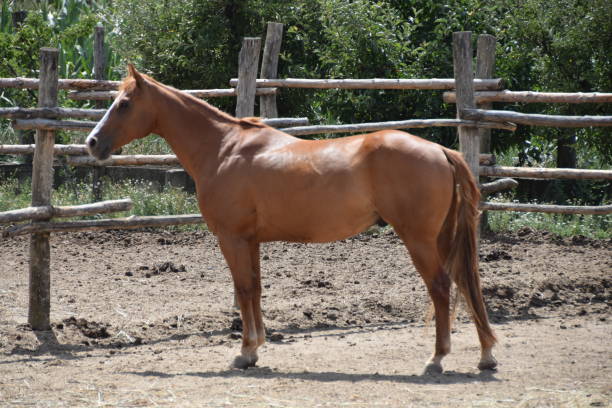 istock Beautiful thoroughbred redhead stallion 817391486