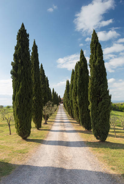 istock Cypress road Tuscany 817394770