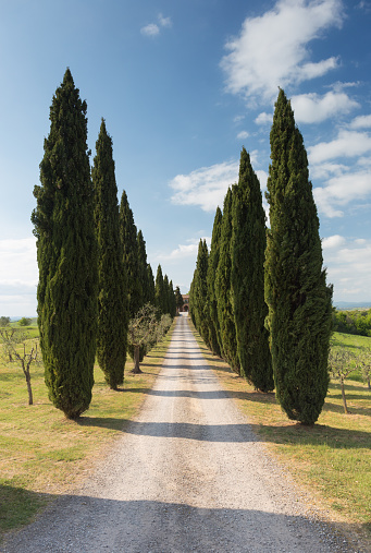 Cypress Road in Tuscany near Val D'Orcia