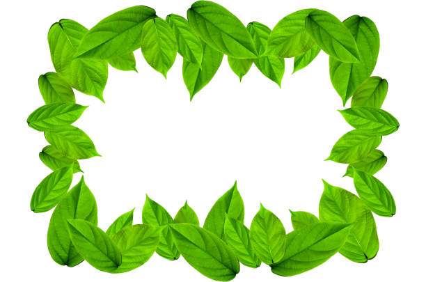 istock Frame from green leaves on white background for isolated 817395138