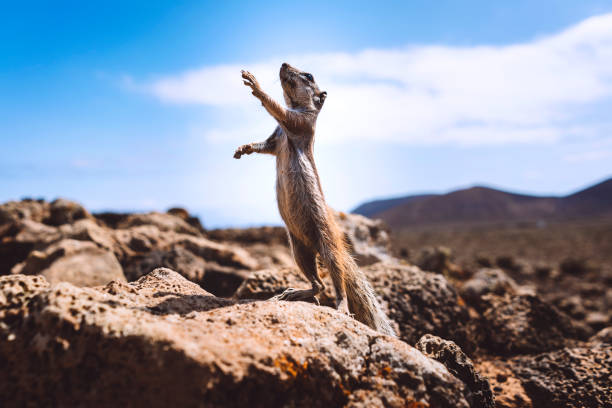 Ground squirrel on a rock surface, animals in the wild, volcanic landscape in Fuerteventura, Canary islands, reaching in the air