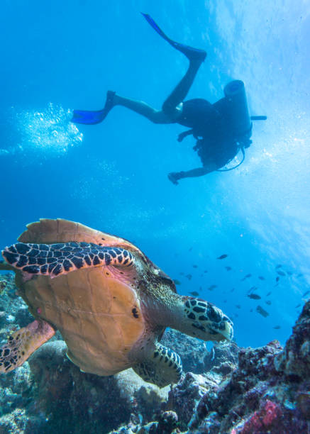 istock Diver and Endangered Species Hawksbill Sea Turtle (Eretmochelys imbricate). 817397808