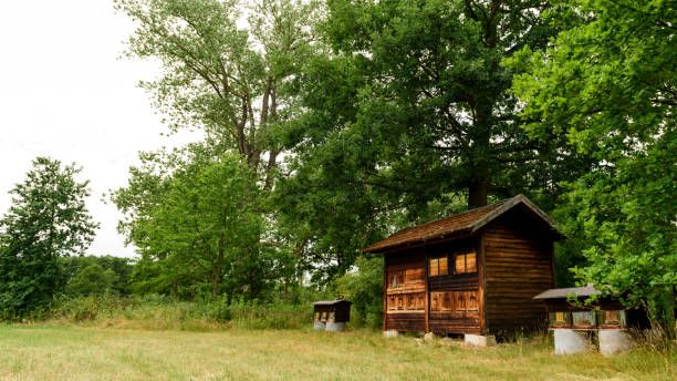 istock Cute vintage wooden apiary with beehives 817398186