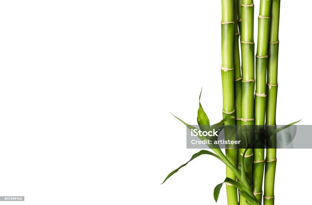 Bamboo. Many bamboo stalks on white background Bamboo - Plant Stock Photo