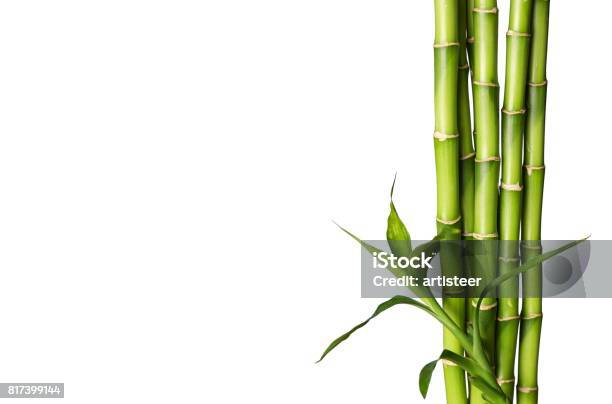 Bamboo Stock Photo - Download Image Now - Bamboo - Plant, Backgrounds, Green Color