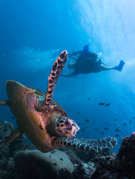 istock Diver and Endangered Species Hawksbill Sea Turtle (Eretmochelys imbricate). 817401250