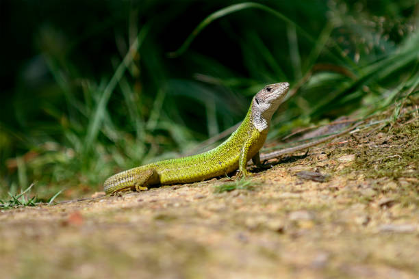 istock European green lizard Lacerta viridis, female 817401262