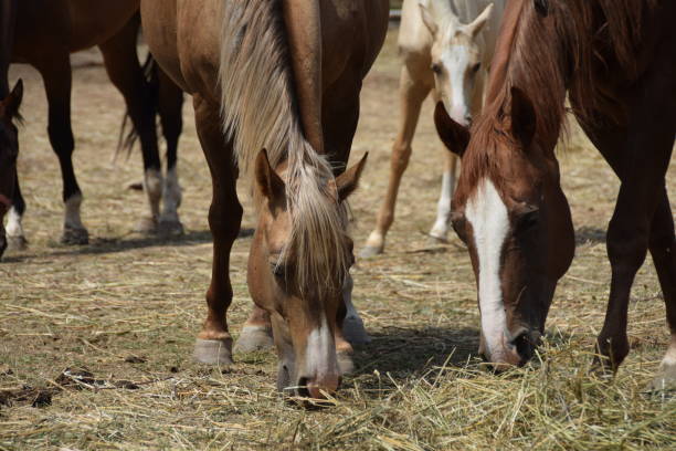 istock Beautiful thoroughbred horses eating 817402138