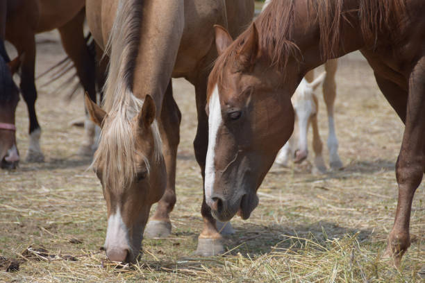 istock Beautiful thoroughbred horses eating 817402140
